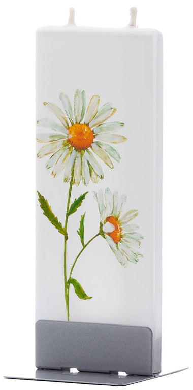 Two Daisies with Gold